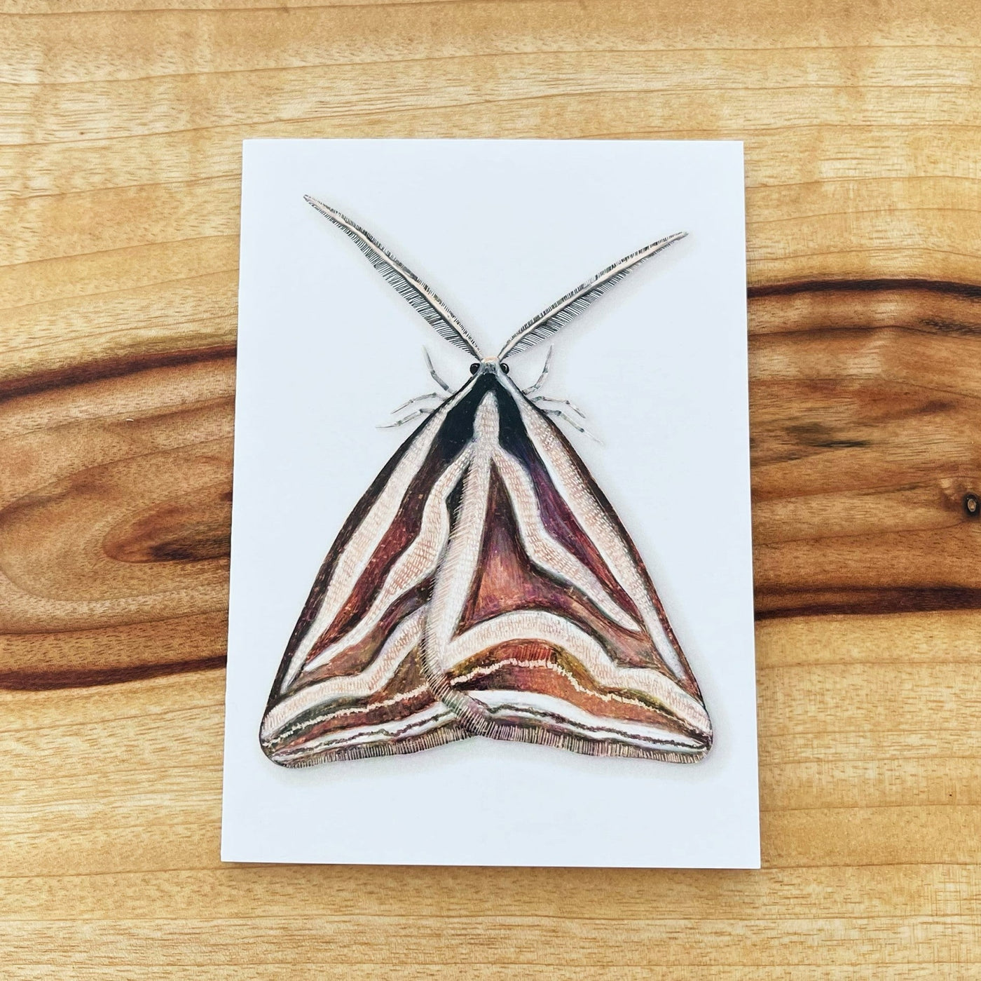 Ceremonial Heath Moth