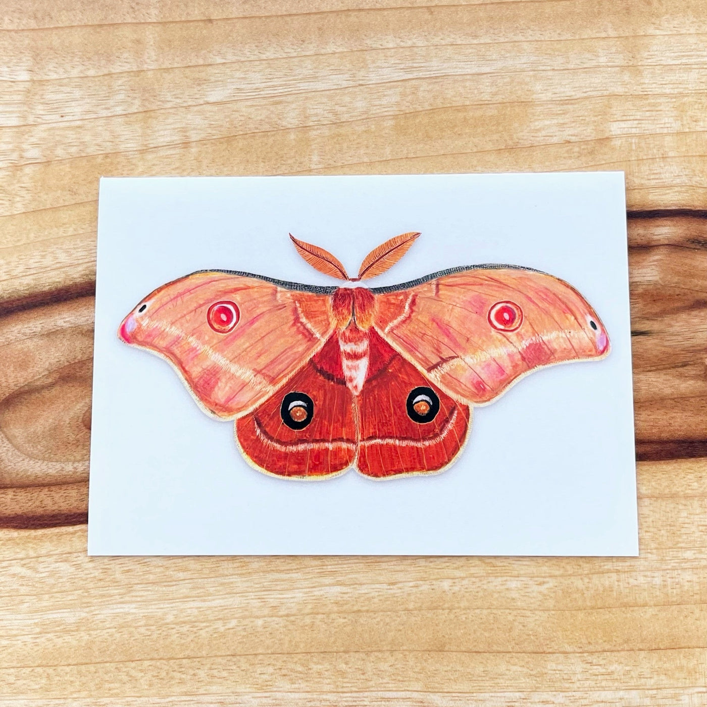 Helena Gum Moth